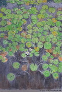Water Lilies Buckhorn Lake