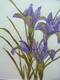Irises in Simplicity